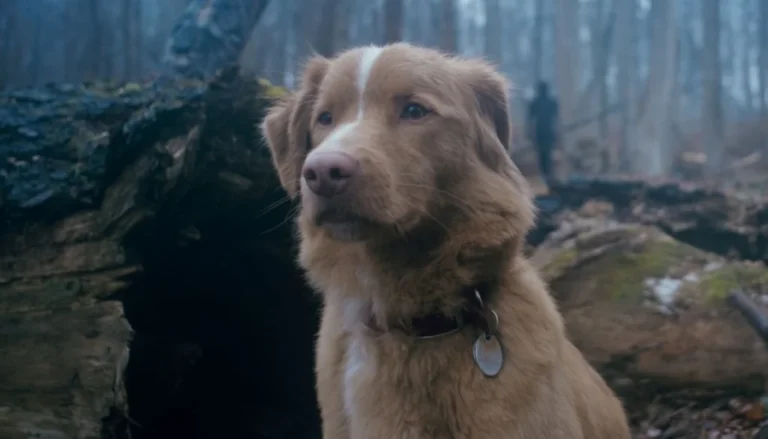 ‘Good Boy’ Trailer: IFC Films’ Horror Pic Debuts Frightening First Look From Brave Pup’s Perspective