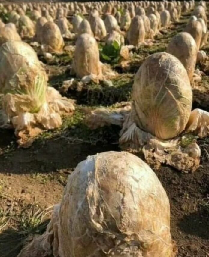 Cabbages that look like Alien eggs meme
